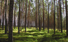 harvard_jchs_conserving_forests_ontario_housing_smachylo_2020.jpg